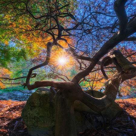 Mount Lofty Botanic Gardens