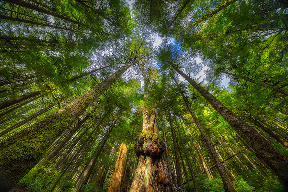 Avatar Grove