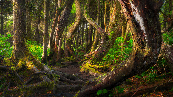 Botanic Forest