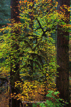 Silver Falls State Park