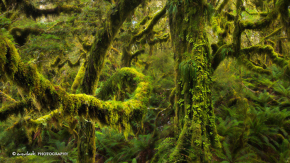 Routeburn Track